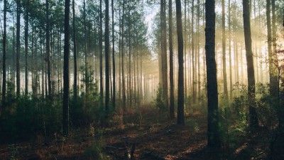 Da ascoltare: una mappa interattiva registra il suono delle foreste di tutto il mondo cover