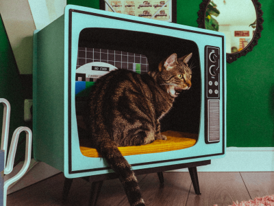 Siamo tutti gattari: come e perché il gatto è stato sdoganato cover