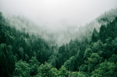 Noi siamo natura: il selvatico dietro e dentro casa cover