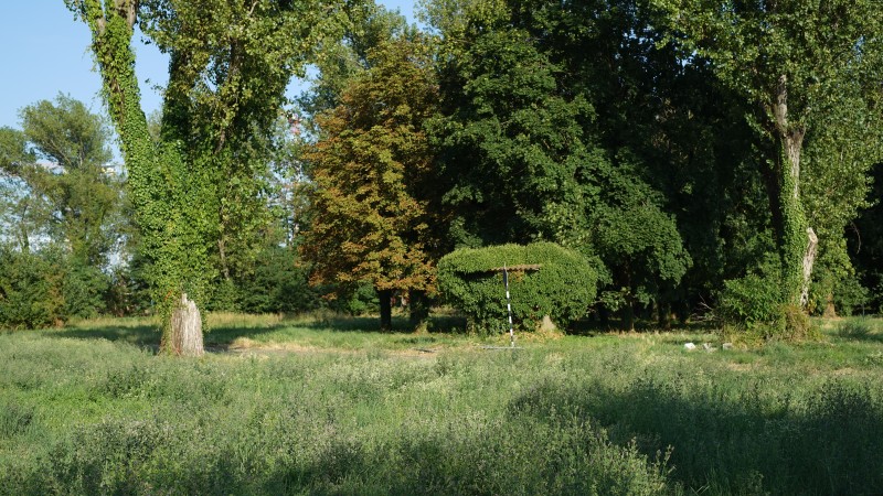 Dal pioppo, al sambuco e alla paulownia cover
