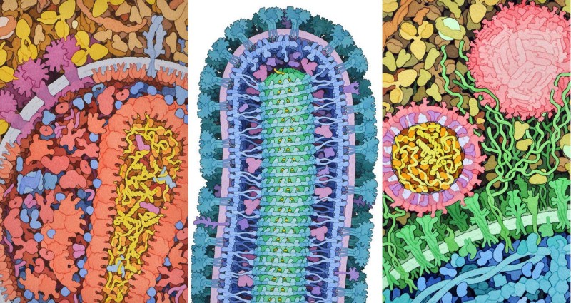 Capire la pandemia attraverso le immagini cover